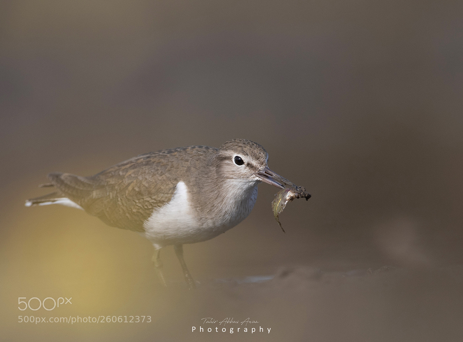 Nikon D500 sample photo. Common sandpiper (actitis hypoleucos) photography
