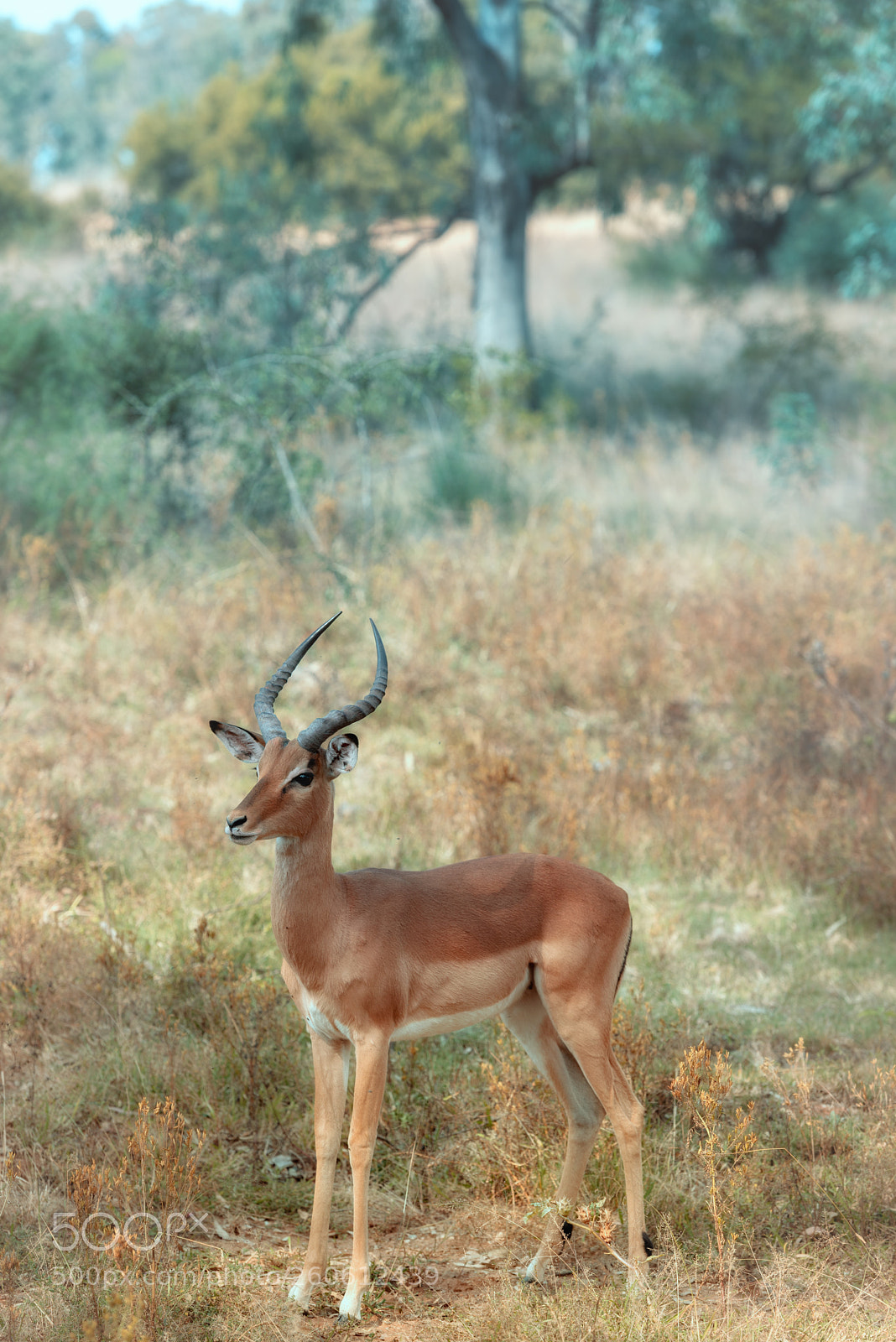 Nikon D750 sample photo. Dreamland impala photography