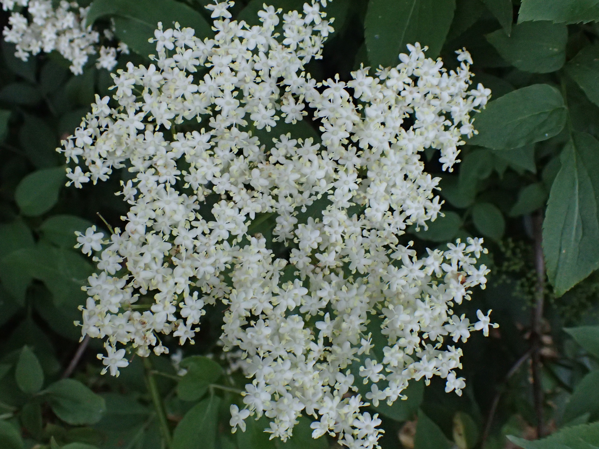 Olympus TG-4 sample photo. Flowers photography