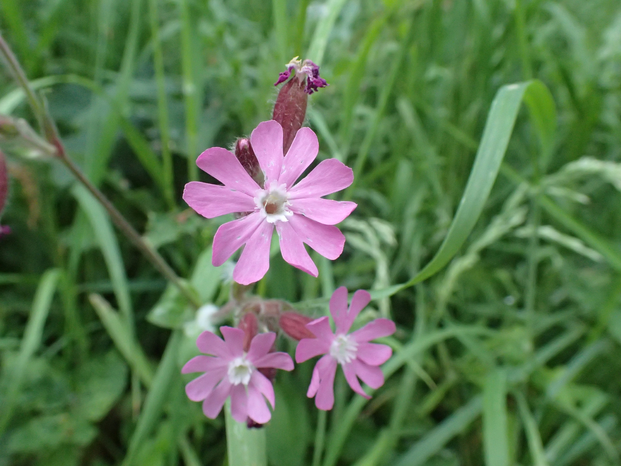 Olympus TG-4 sample photo. Flowers photography