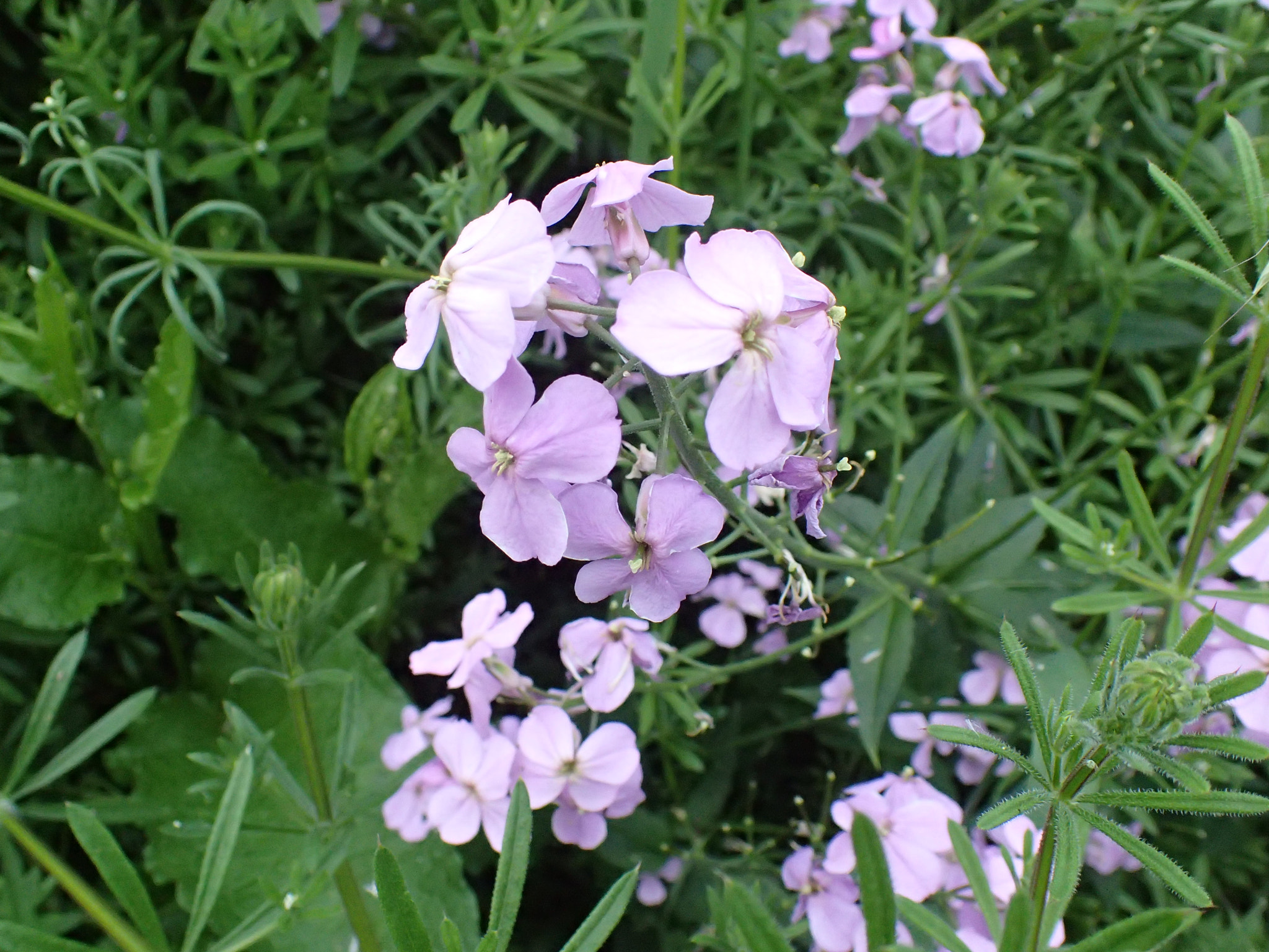Olympus TG-4 sample photo. Flowers photography