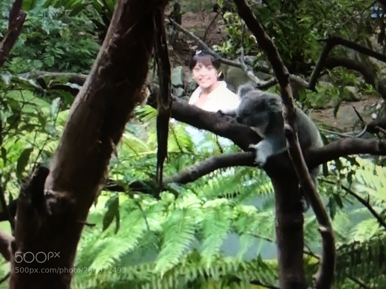 Apple iPhone 6 Plus sample photo. Popmixer.spotted a lovely koala photography