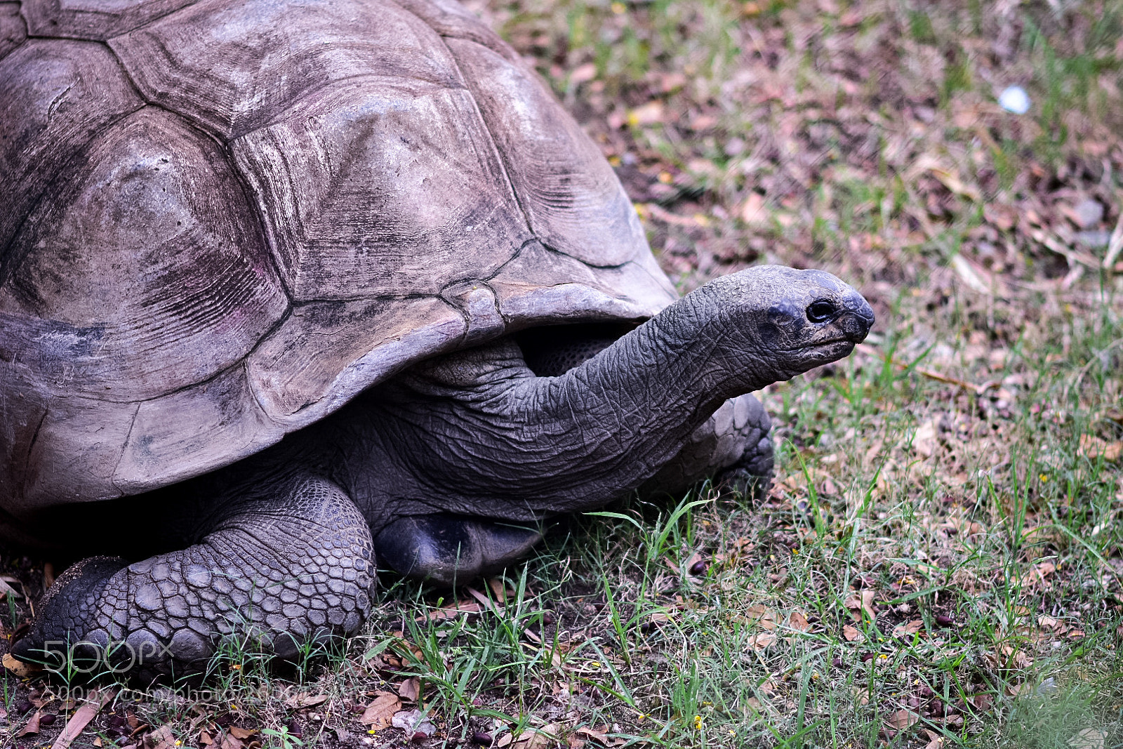 Nikon D3400 sample photo. Turtle photography