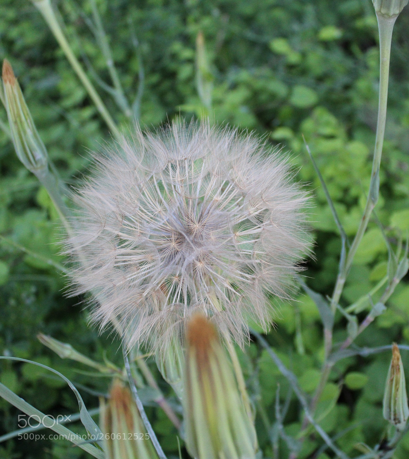 Canon EOS 1300D (EOS Rebel T6 / EOS Kiss X80) sample photo. Img photography