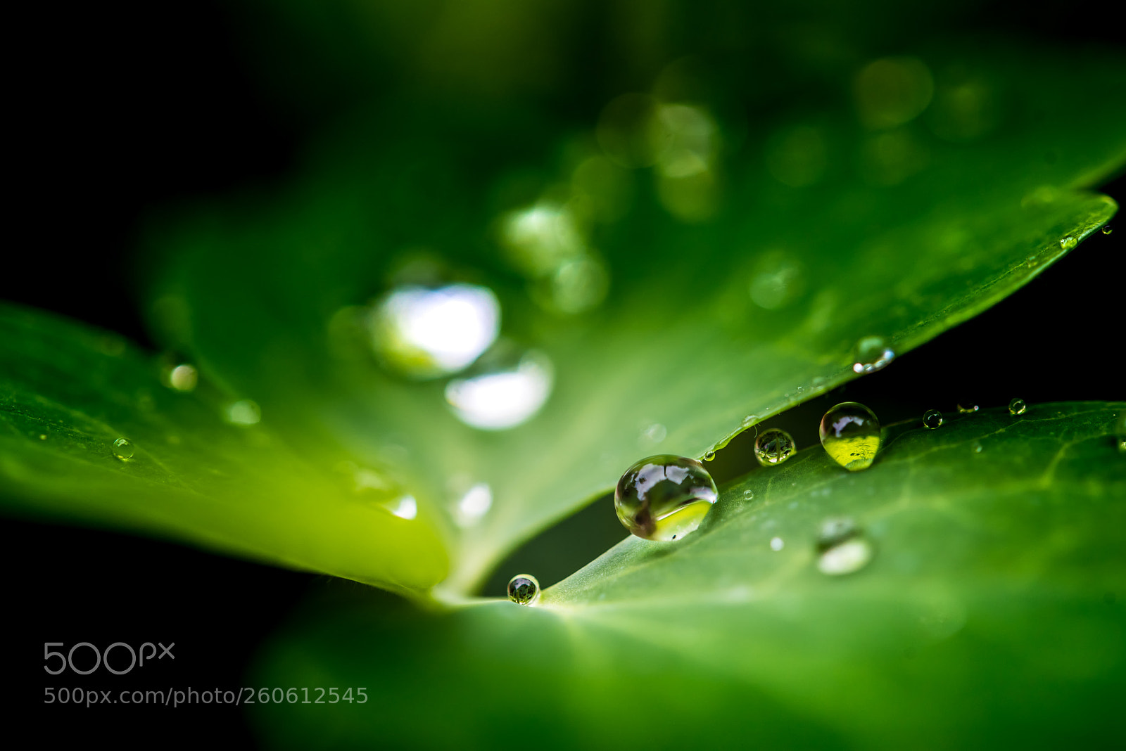 Nikon D750 sample photo. Waterdrops photography