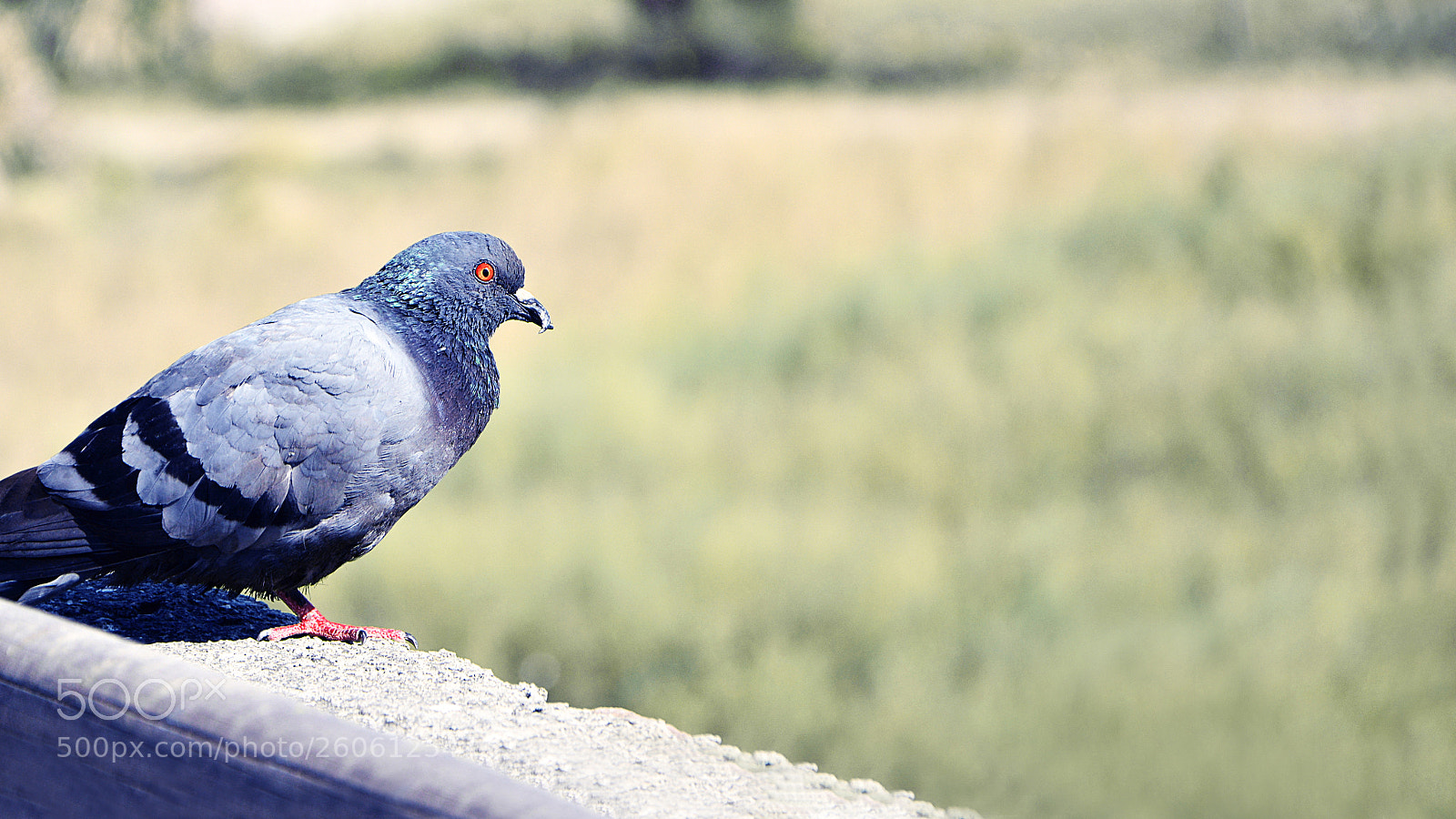 Nikon D7100 sample photo. The art of balance... photography