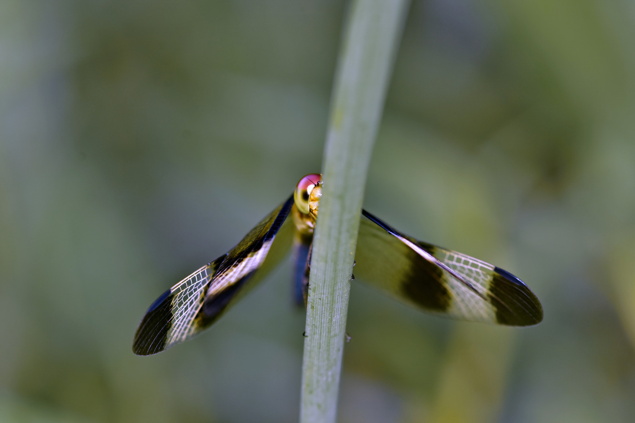Nikon AF-S Micro-Nikkor 105mm F2.8G IF-ED VR sample photo. Peek &boo photography