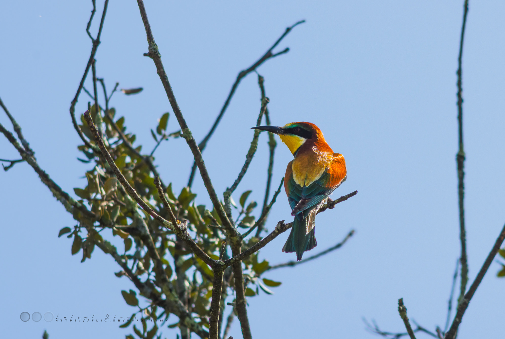 Pentax K-5 IIs sample photo. Bee-eater photography