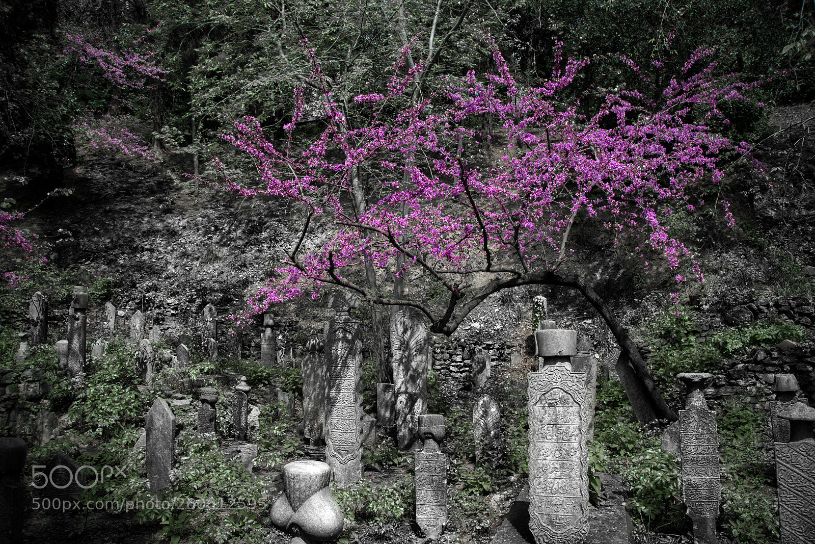 Nikon D800 sample photo. Miras heritage photography