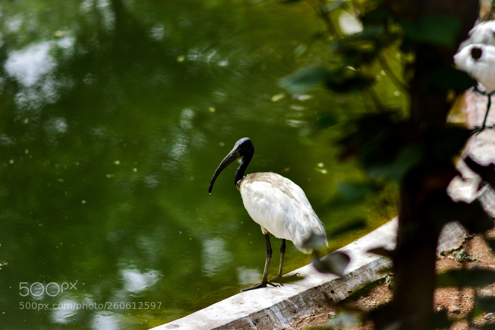 Nikon D3400 sample photo. Black head bird rear photography