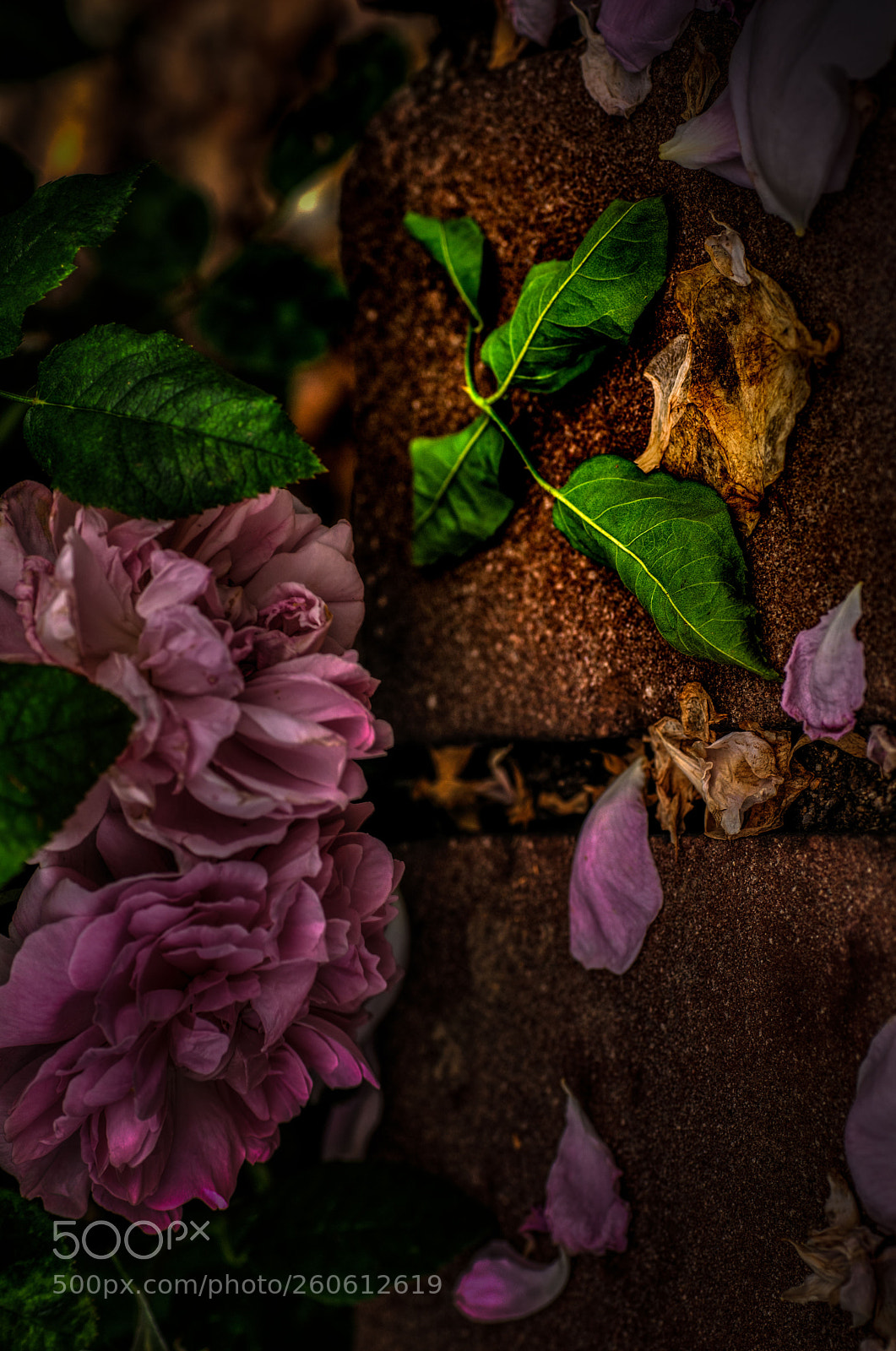 Sony SLT-A77 sample photo. Cross of thorn photography