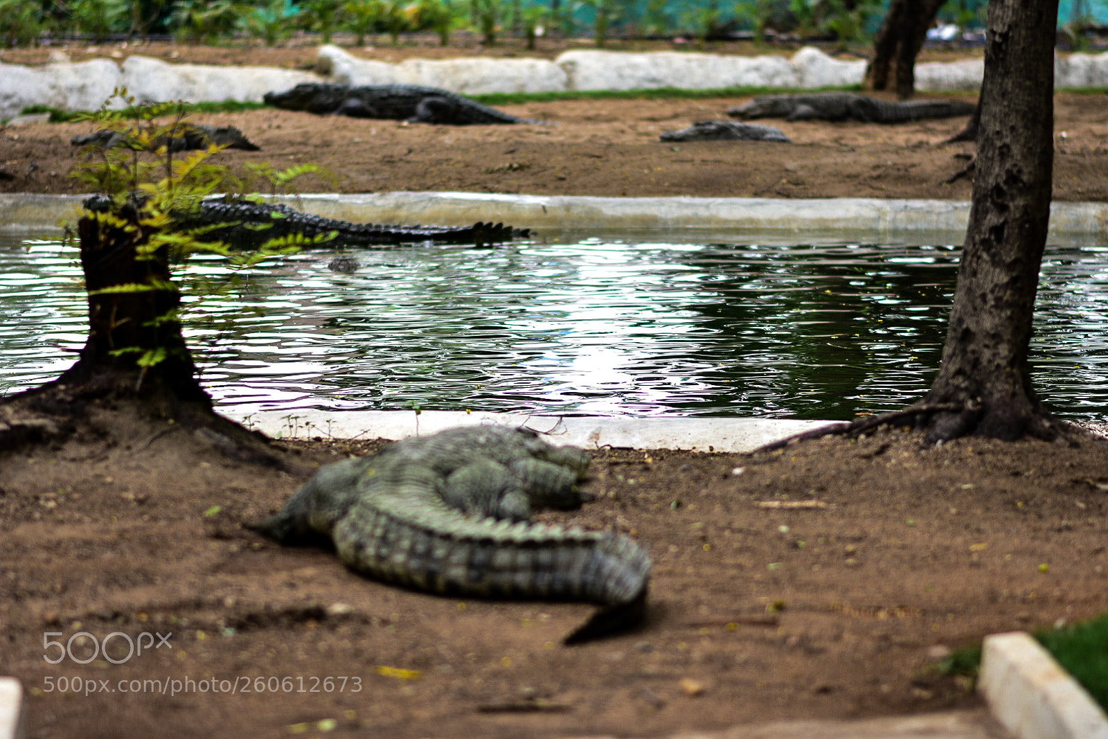 Nikon D3400 sample photo. Crocodile photography