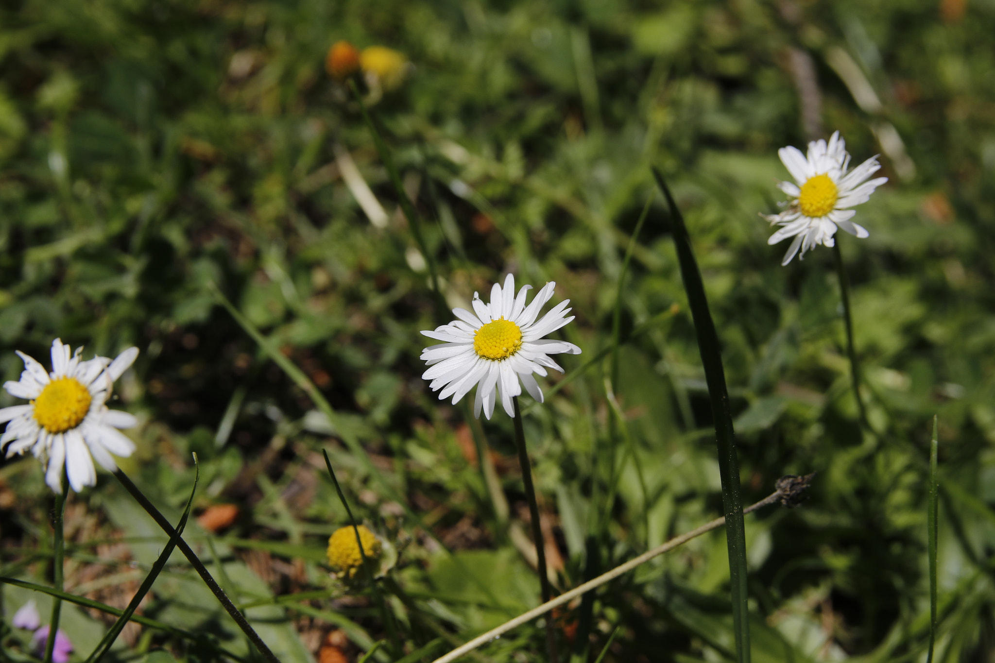 Canon EOS 7D Mark II + Sigma 18-50mm f/2.8 Macro sample photo