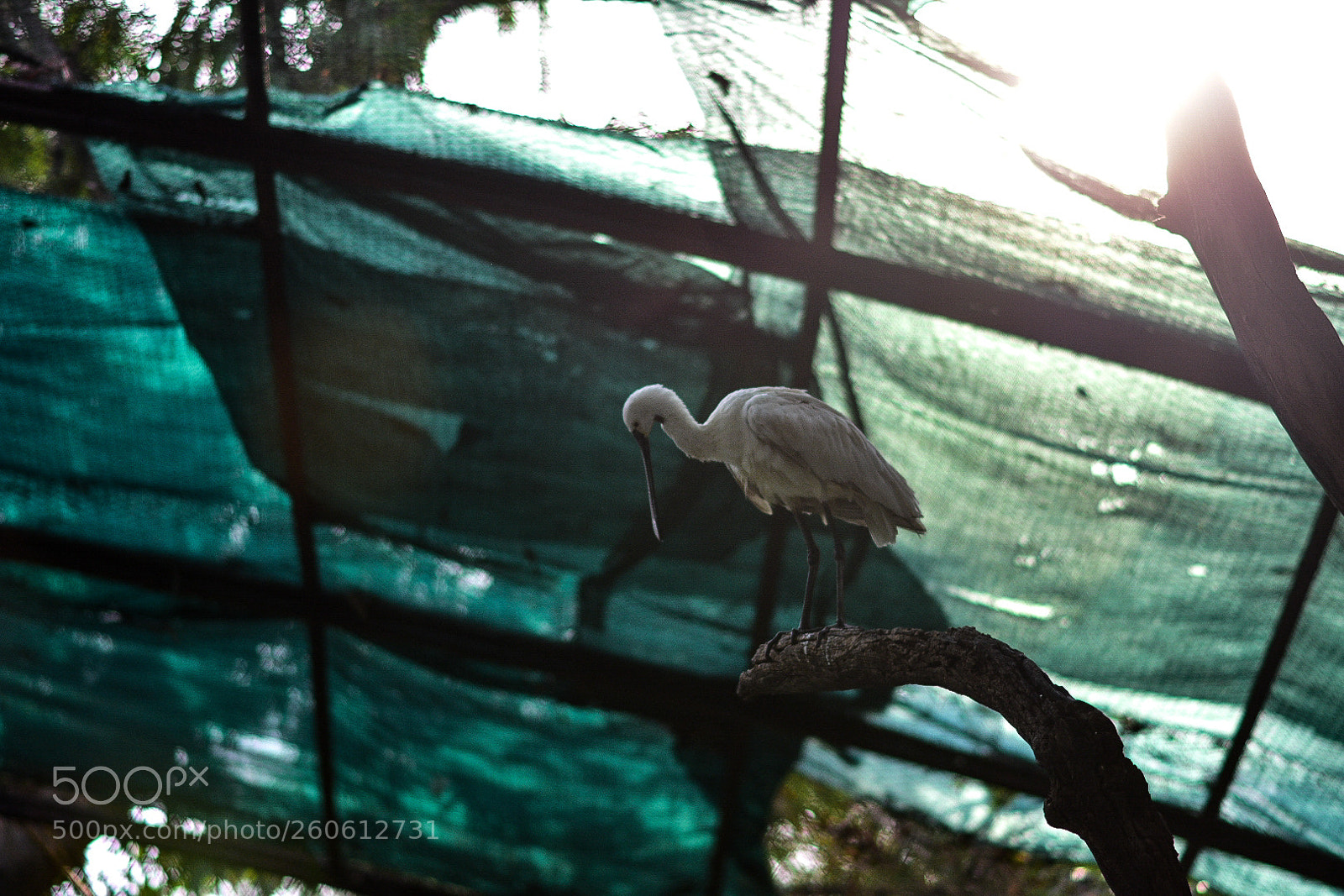 Nikon D3400 sample photo. Spoonbill bird photography