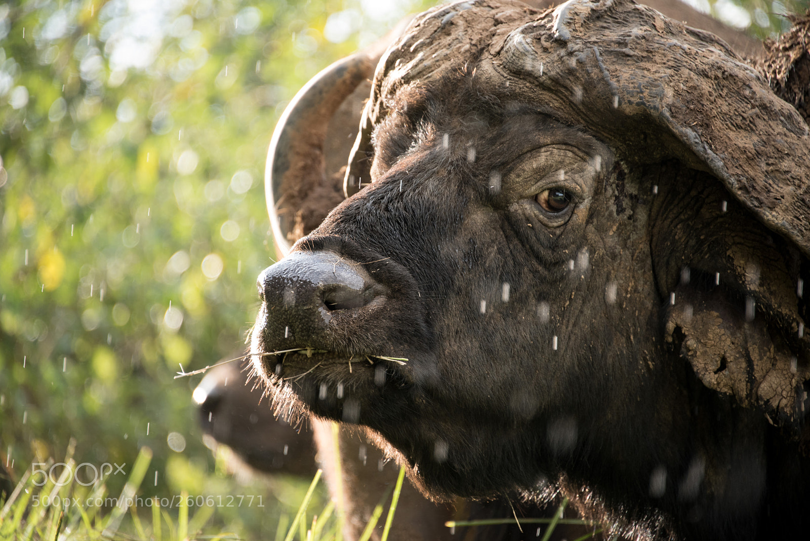 Nikon D750 sample photo. Think i am just photography