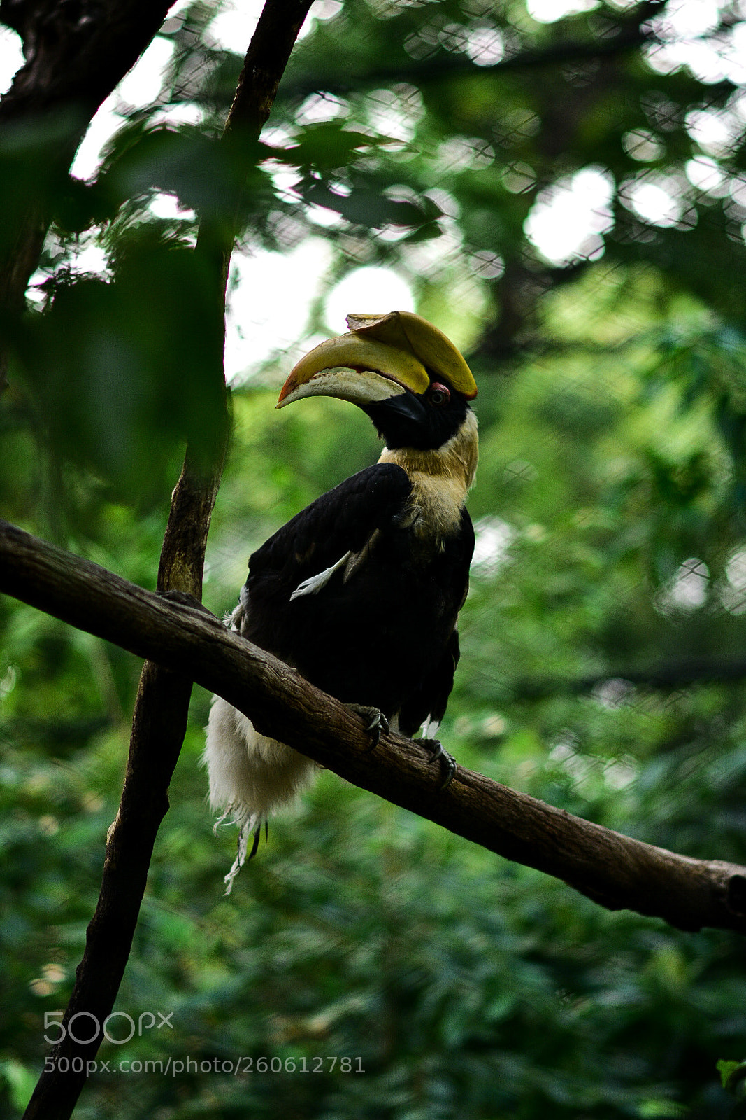 Nikon D3400 sample photo. Hornbill bird photography