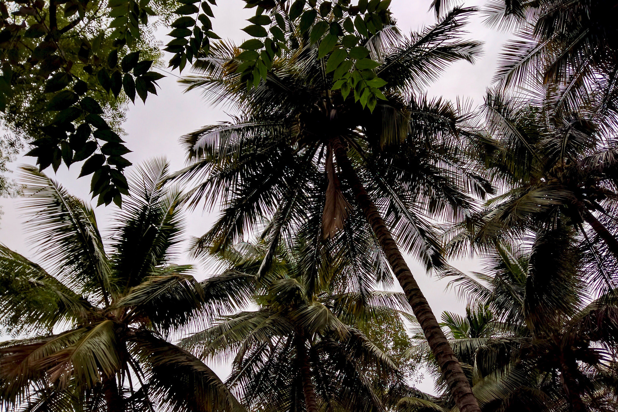 Motorola Nexus 6 sample photo. Malleshwaram's pine photography