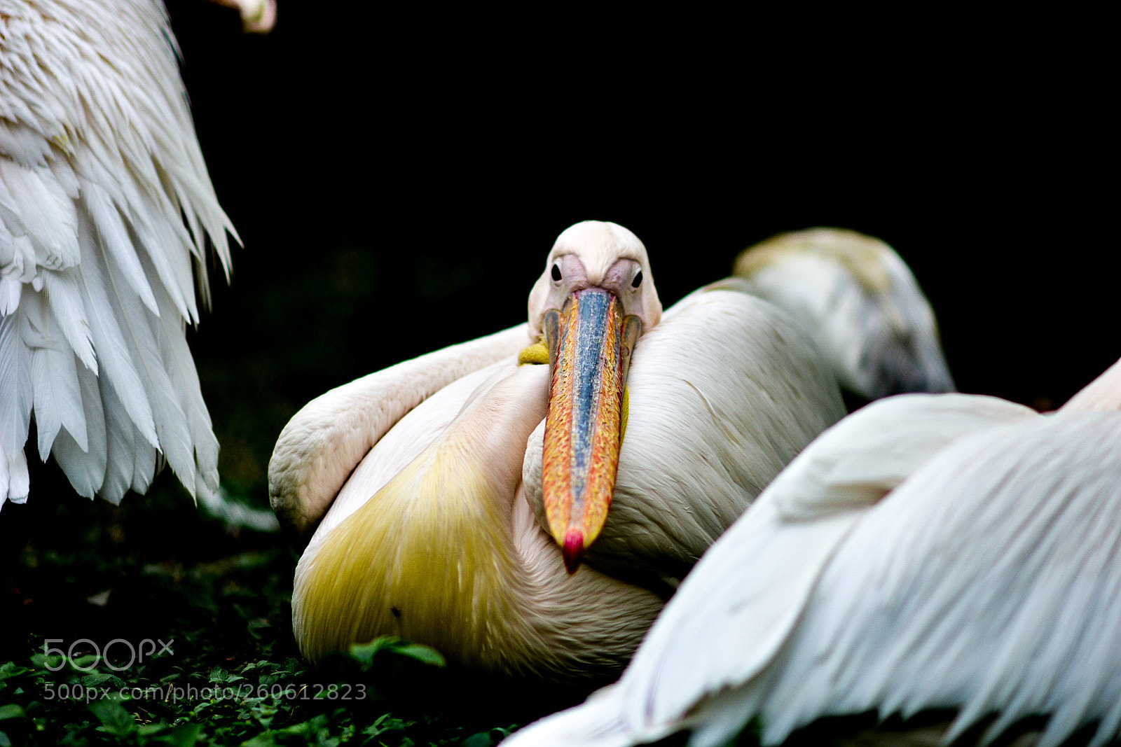 Nikon D3400 sample photo. White pelican photography