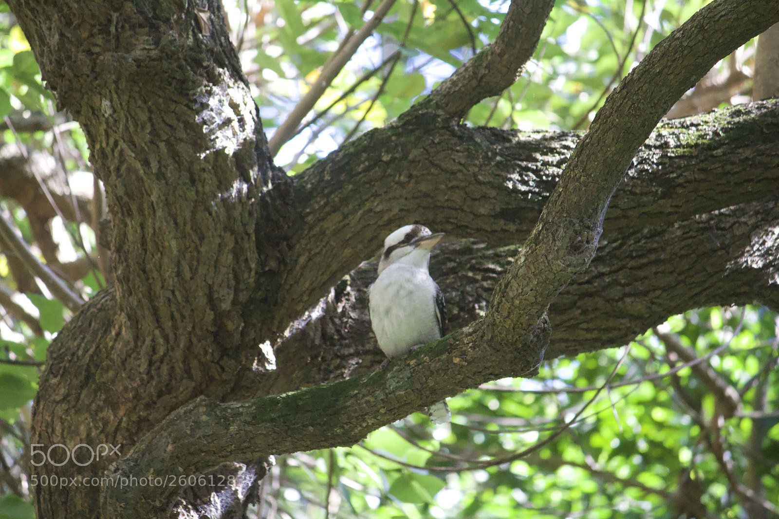 Canon EOS 700D (EOS Rebel T5i / EOS Kiss X7i) sample photo. Kookaburra is watching us photography