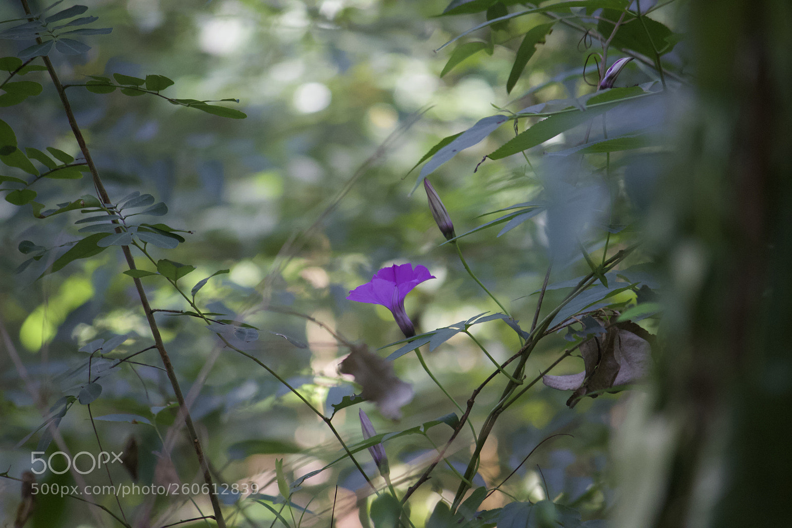 Canon EOS 700D (EOS Rebel T5i / EOS Kiss X7i) sample photo. Flower in the shade. photography