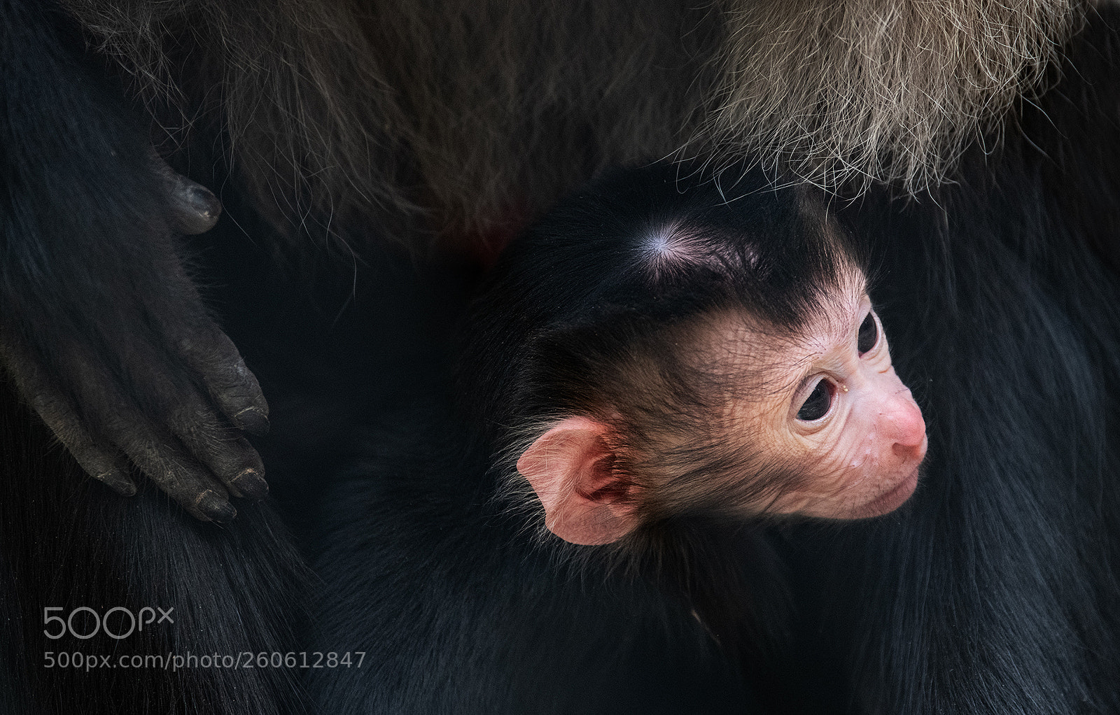 Nikon D850 sample photo. Monkey photography