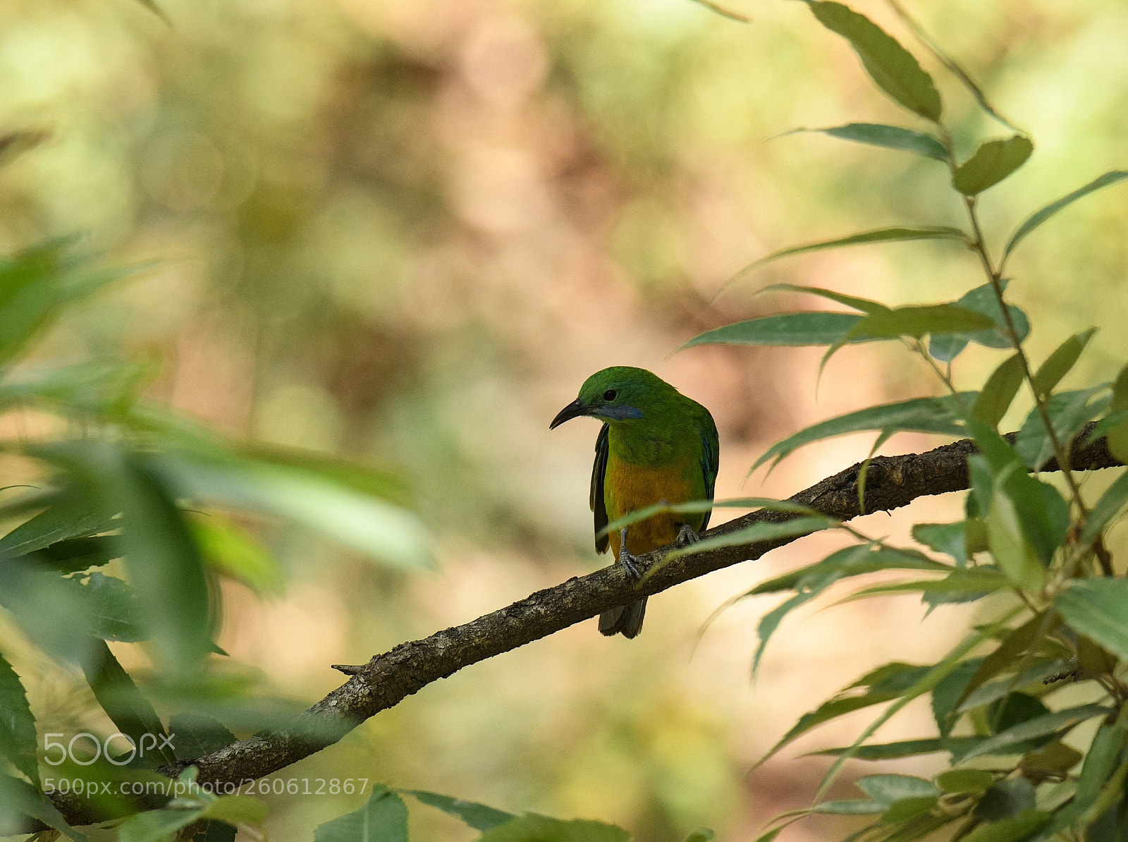 Nikon D500 sample photo. Orange bellied leafbird photography