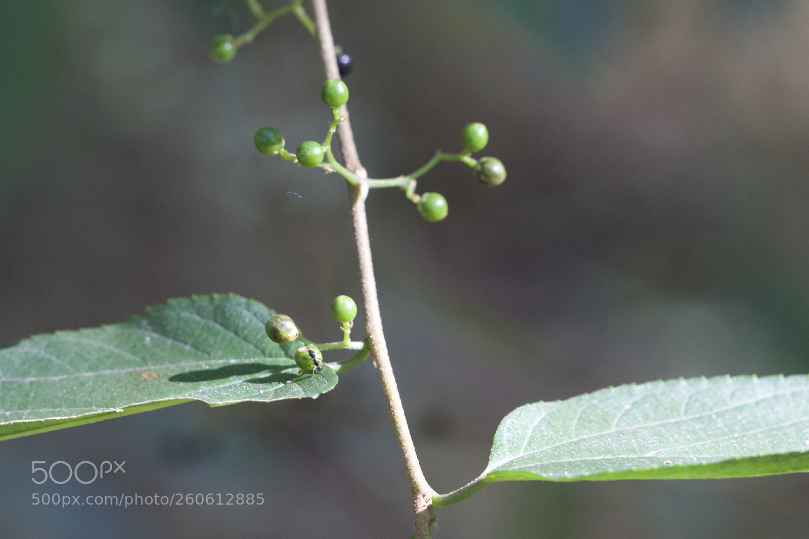 Canon EOS 700D (EOS Rebel T5i / EOS Kiss X7i) sample photo. Berries on the trees photography
