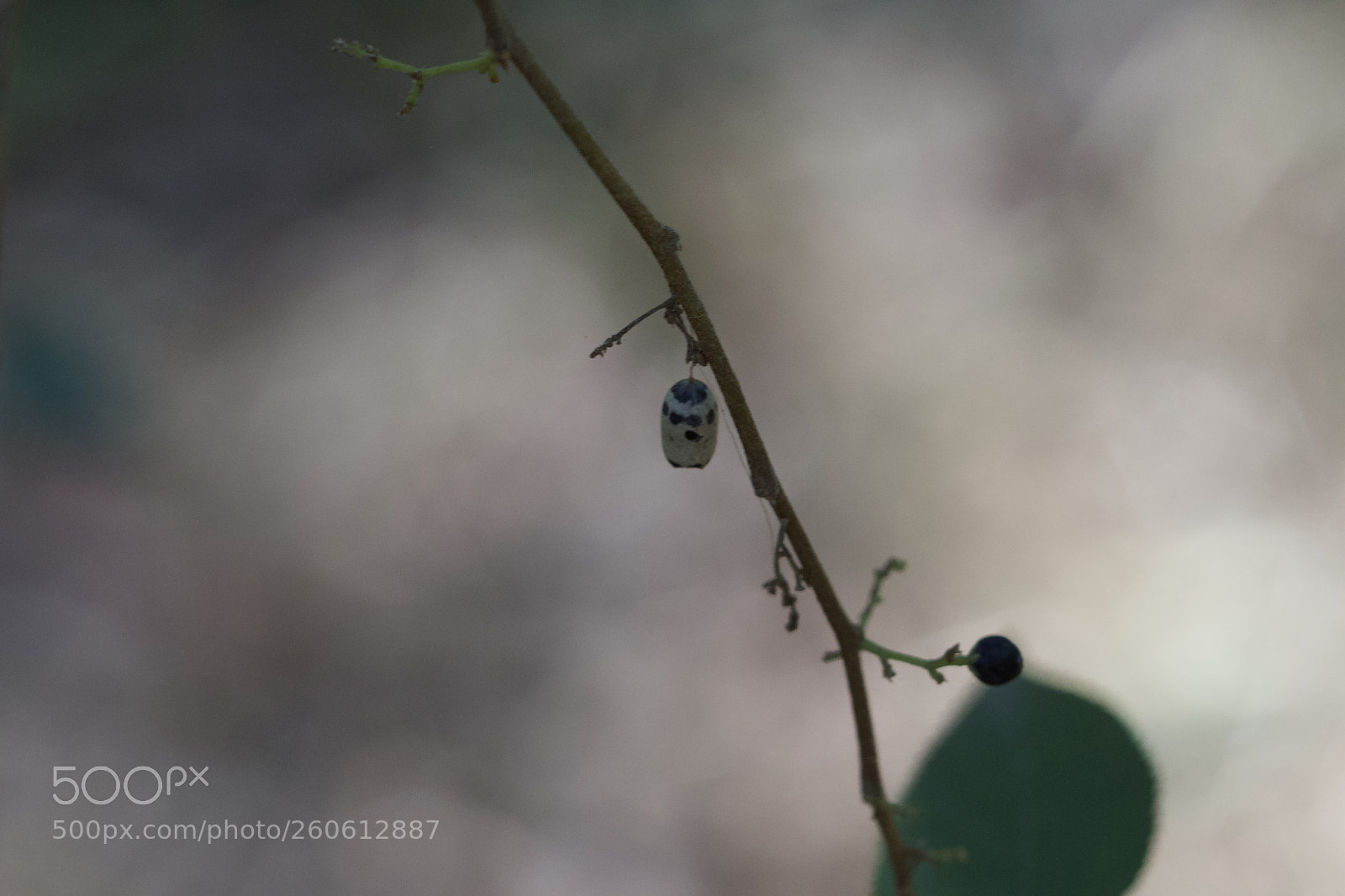 Canon EOS 700D (EOS Rebel T5i / EOS Kiss X7i) sample photo. Moth pupa on a photography