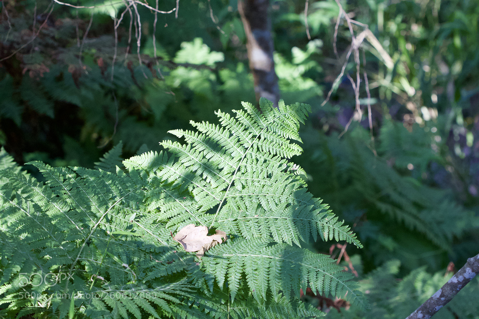 Canon EOS 700D (EOS Rebel T5i / EOS Kiss X7i) sample photo. Ferns in beside the photography
