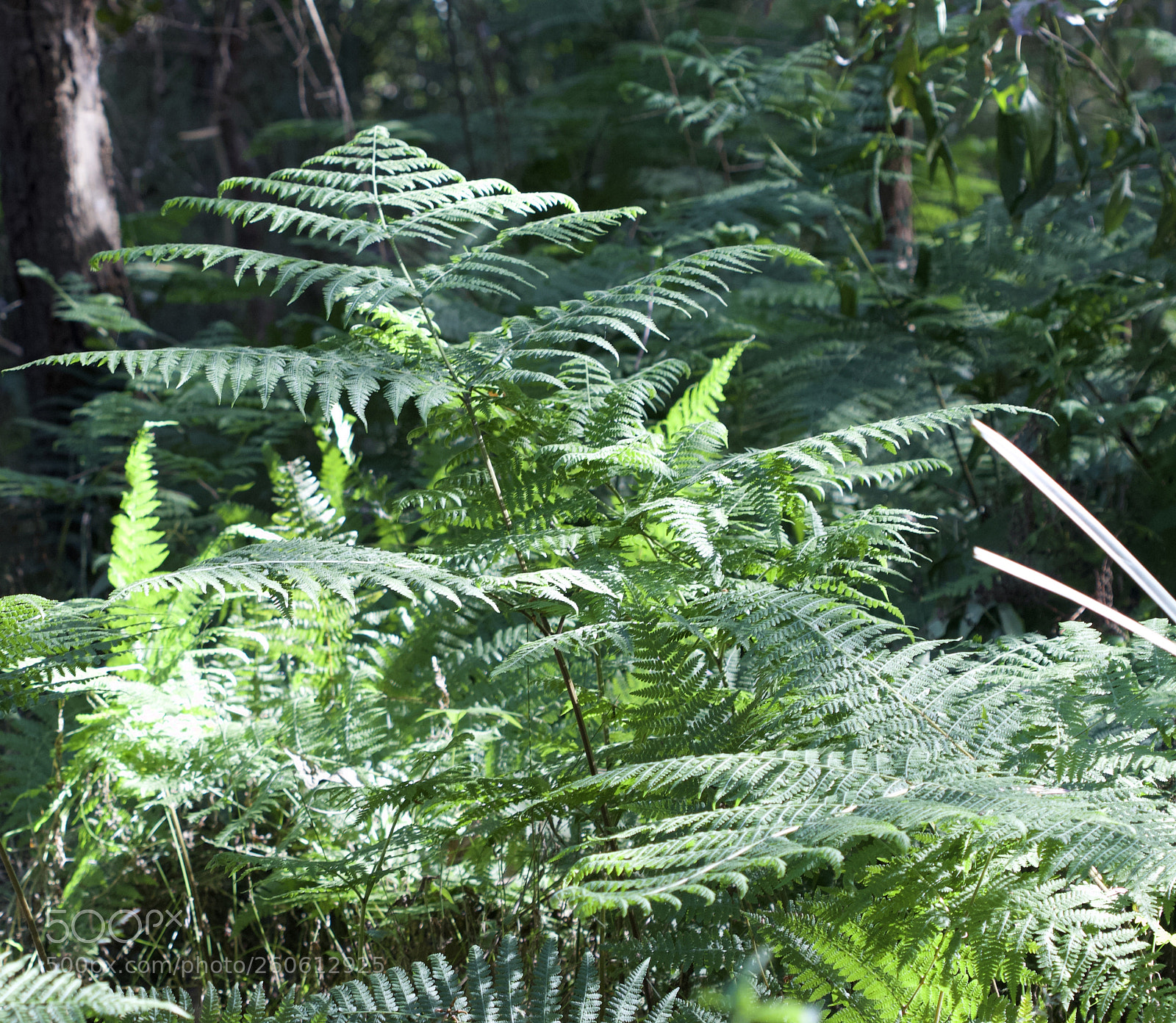 Canon EOS 700D (EOS Rebel T5i / EOS Kiss X7i) sample photo. Ferns point to the photography
