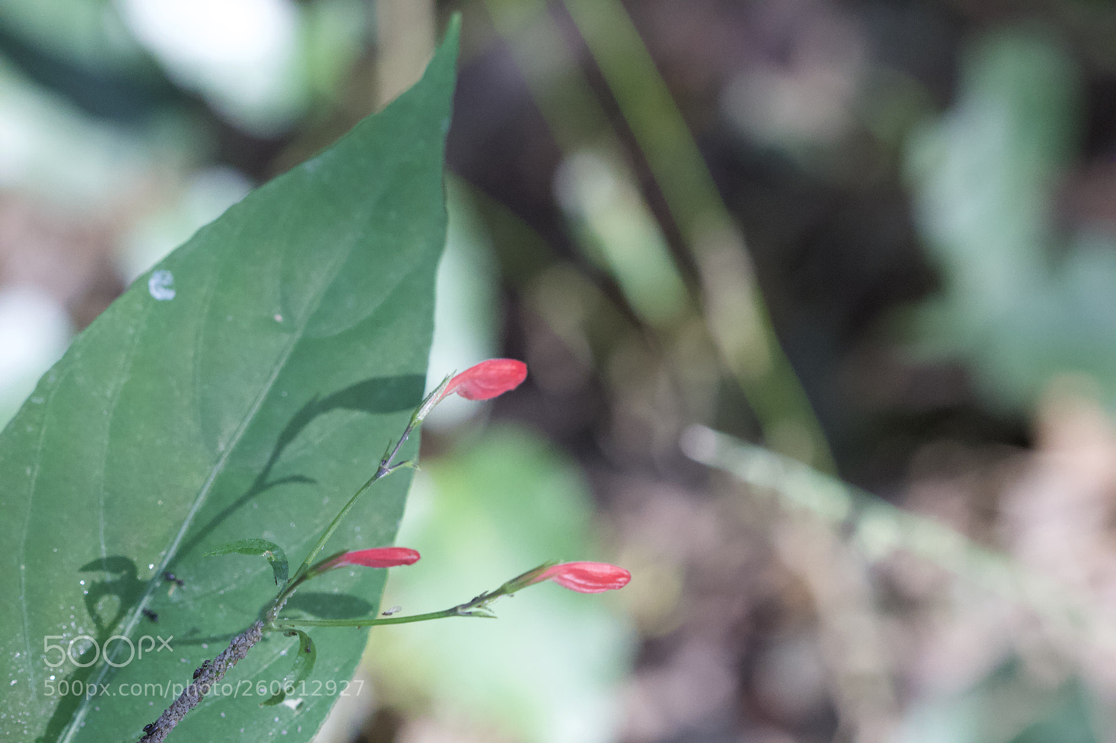 Canon EOS 700D (EOS Rebel T5i / EOS Kiss X7i) sample photo. Red flowers like fairy photography