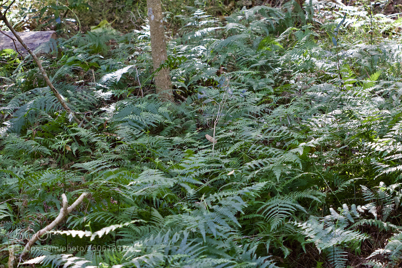 Canon EOS 700D (EOS Rebel T5i / EOS Kiss X7i) sample photo. Lush ferns in the photography