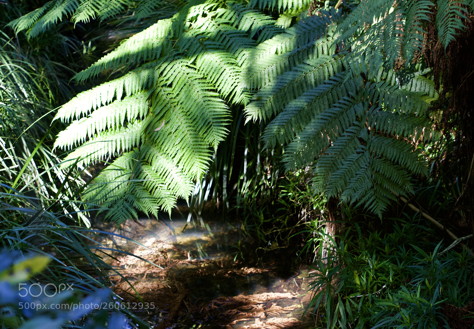Canon EOS 700D (EOS Rebel T5i / EOS Kiss X7i) sample photo. Creeks over the creek photography
