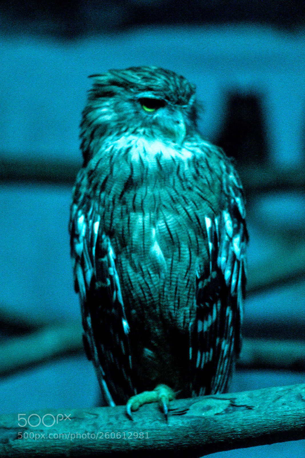 Nikon D3400 sample photo. Rear owl species in photography