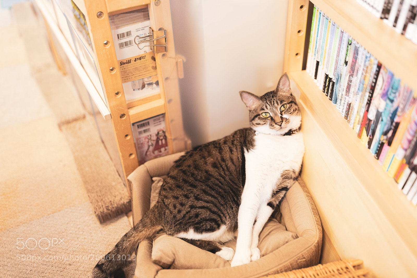 Canon EOS 6D Mark II sample photo. Neko cafe photography
