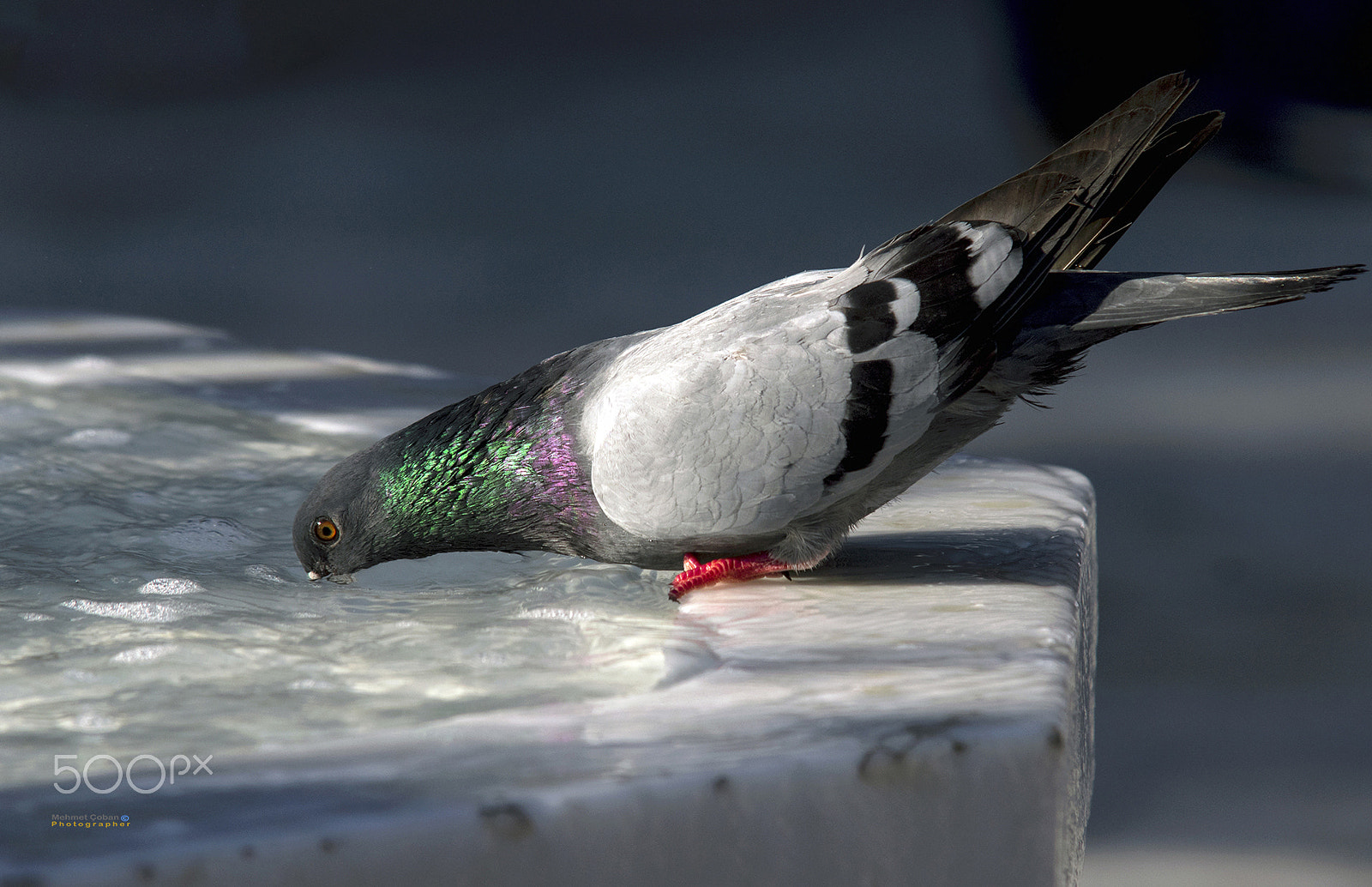 Pentax K-3 II sample photo. He drinks water photography