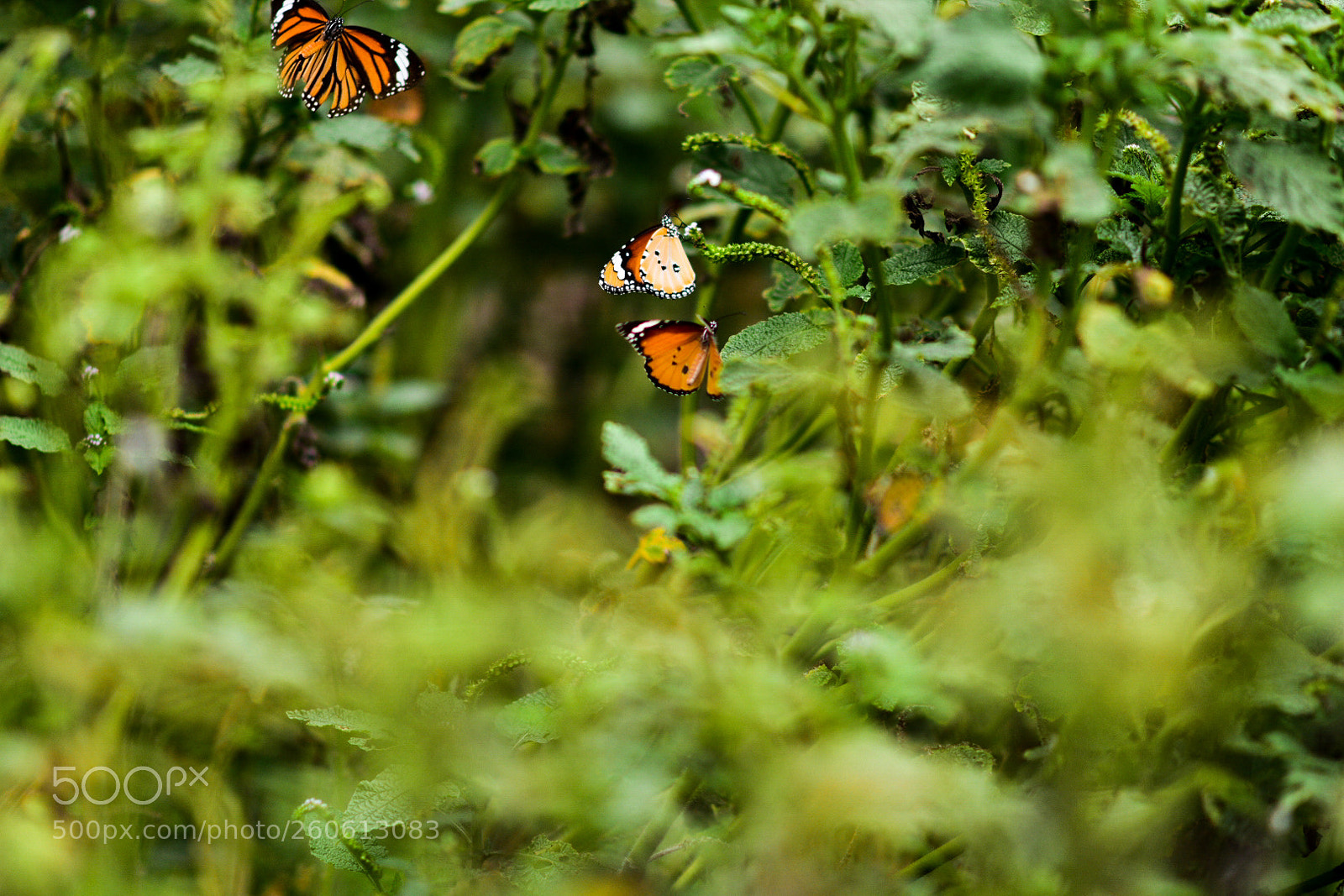 Nikon D3400 sample photo. Butterfly garden photography