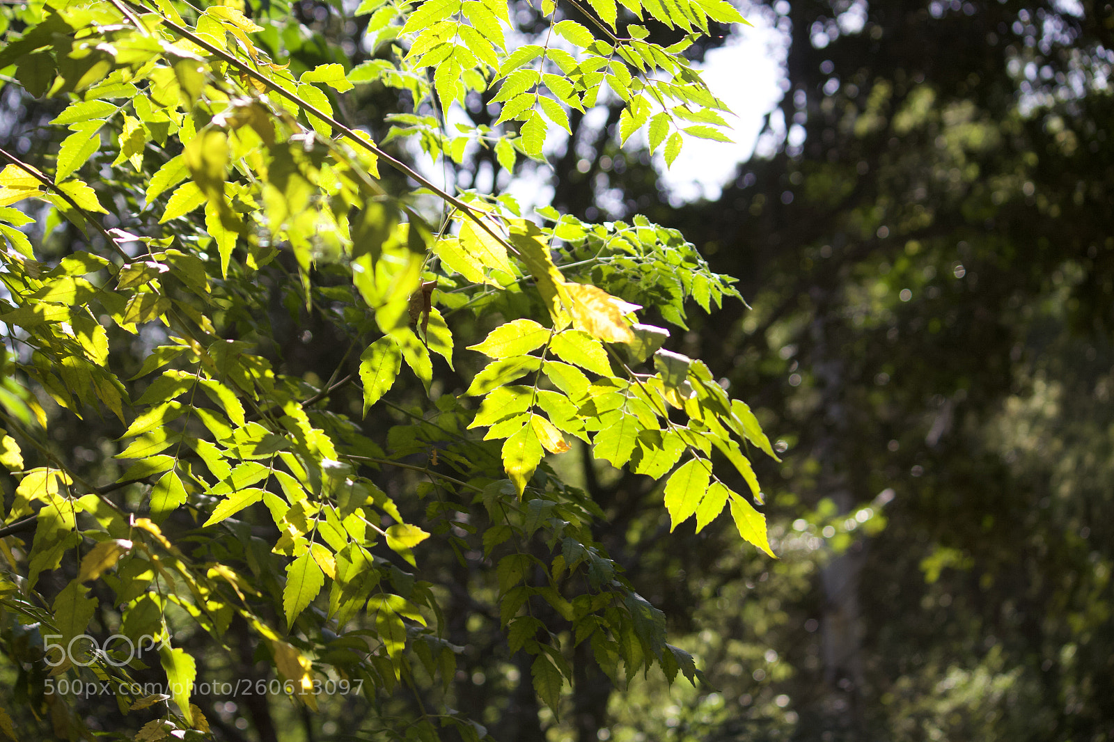 Canon EOS 700D (EOS Rebel T5i / EOS Kiss X7i) sample photo. Light through the leaves. photography