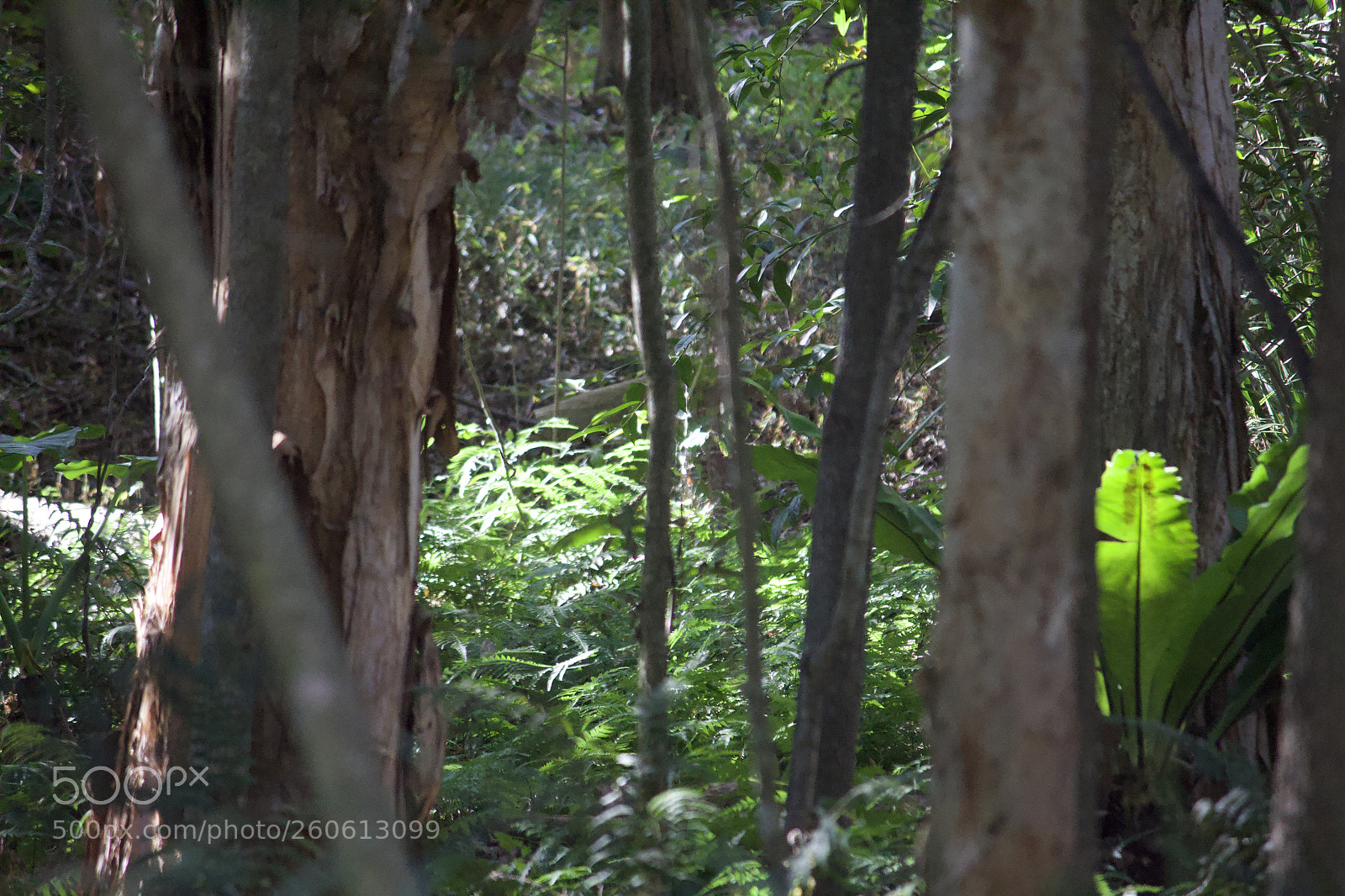 Canon EOS 700D (EOS Rebel T5i / EOS Kiss X7i) sample photo. Creek bed ferns photography
