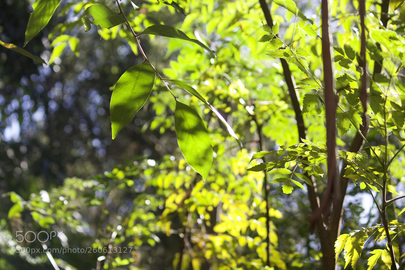 Canon EOS 700D (EOS Rebel T5i / EOS Kiss X7i) sample photo. Light through the tree photography