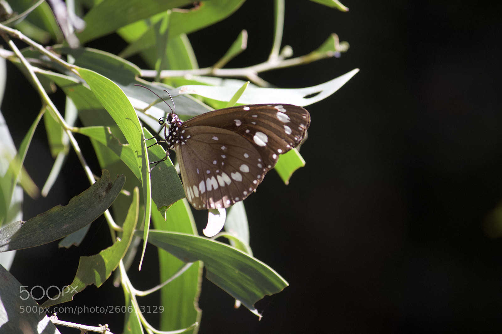 Canon EOS 700D (EOS Rebel T5i / EOS Kiss X7i) sample photo. Butterfly close up photography