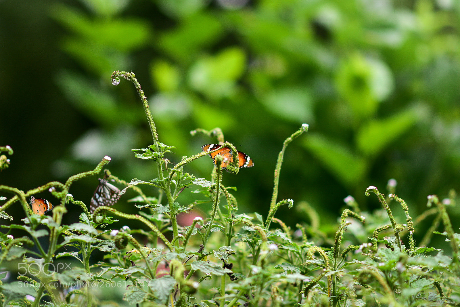 Nikon D3400 sample photo. Butterfly garden photography