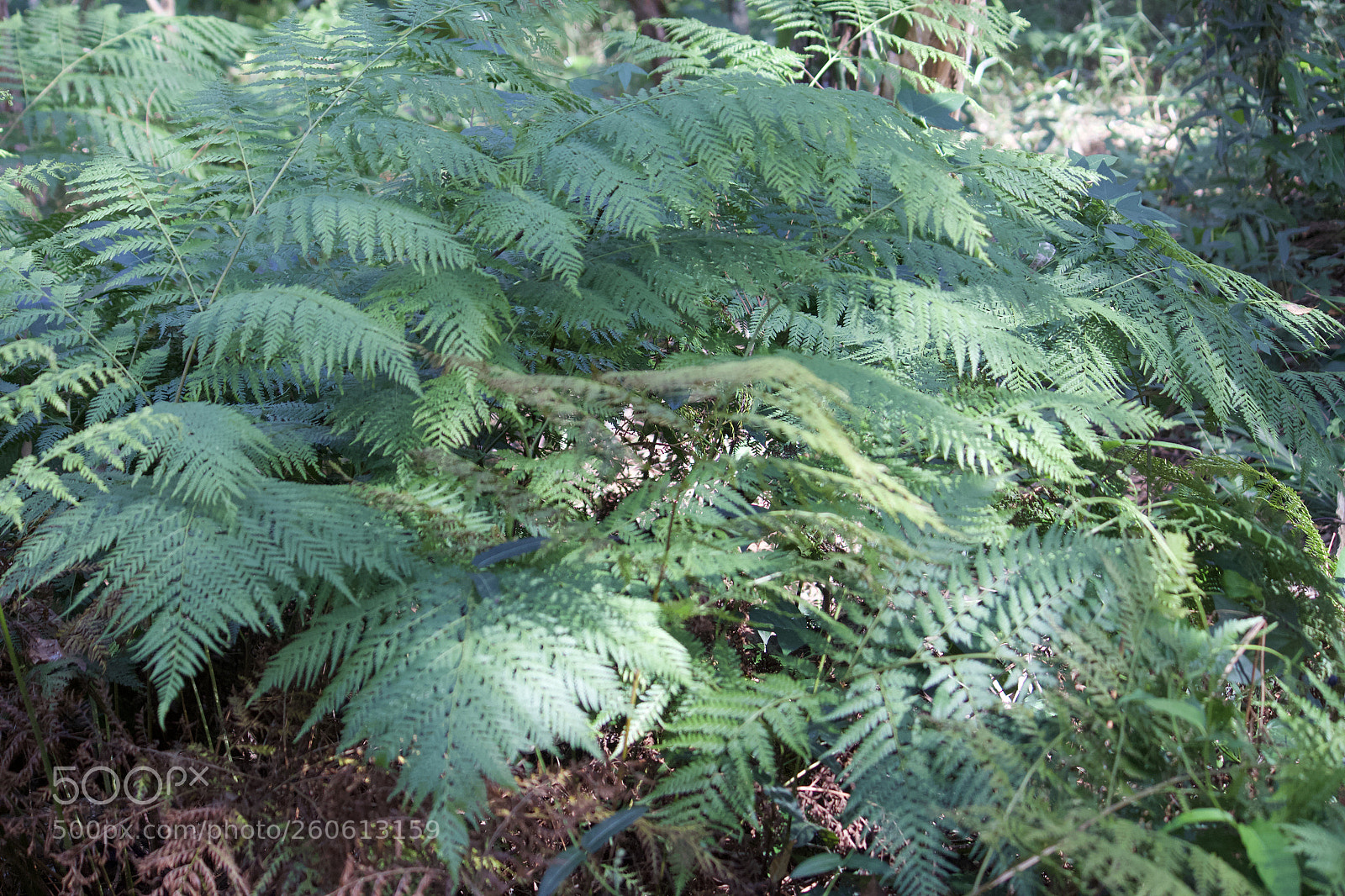 Canon EOS 700D (EOS Rebel T5i / EOS Kiss X7i) sample photo. Bed of ferns photography