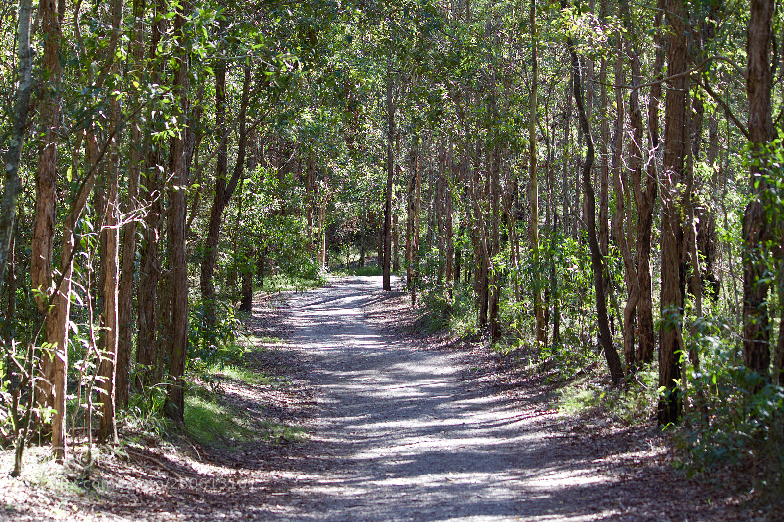 Canon EOS 700D (EOS Rebel T5i / EOS Kiss X7i) sample photo. Seven hills bushland trails photography