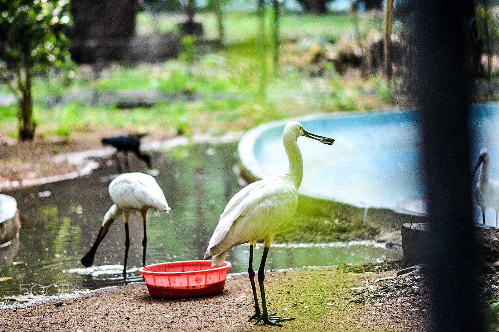 Nikon D3400 sample photo. Spoonbill photography