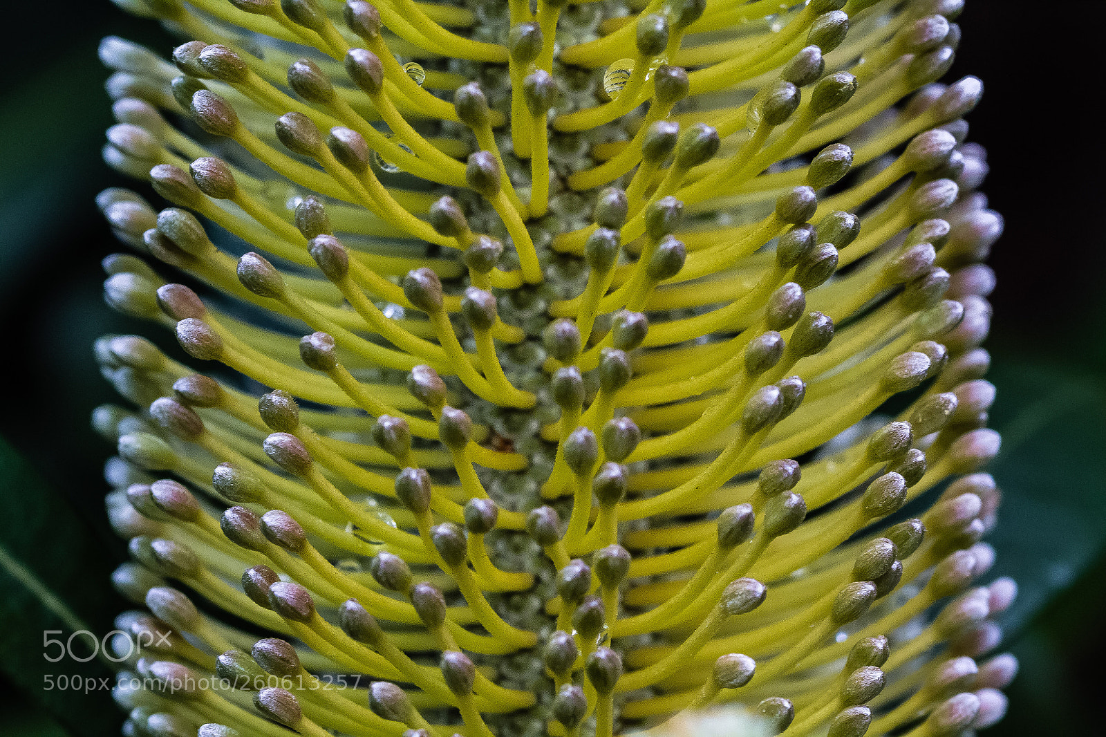 Canon EOS 60D sample photo. Banksia integrifolia photography