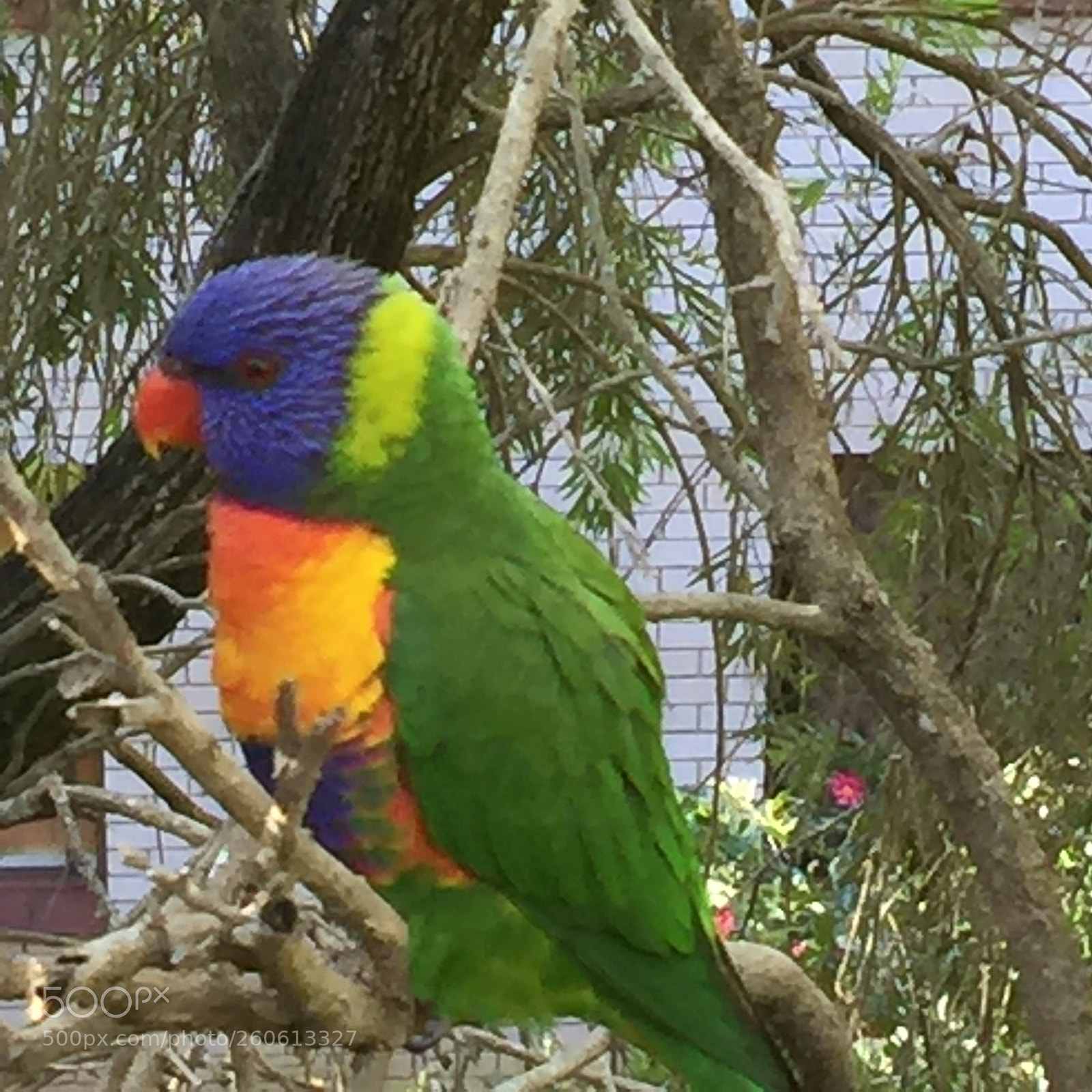 Apple iPhone 6 Plus sample photo. Popmixer.perched beautifully... photography