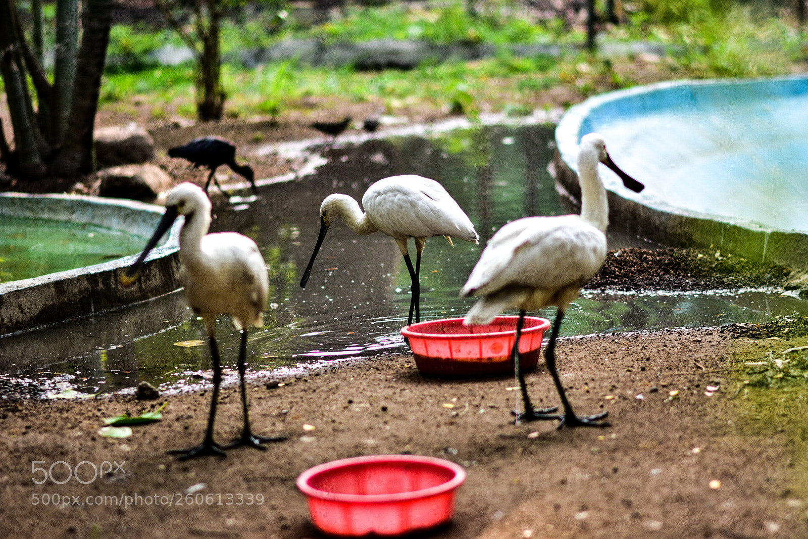 Nikon D3400 sample photo. White spoonbill photography