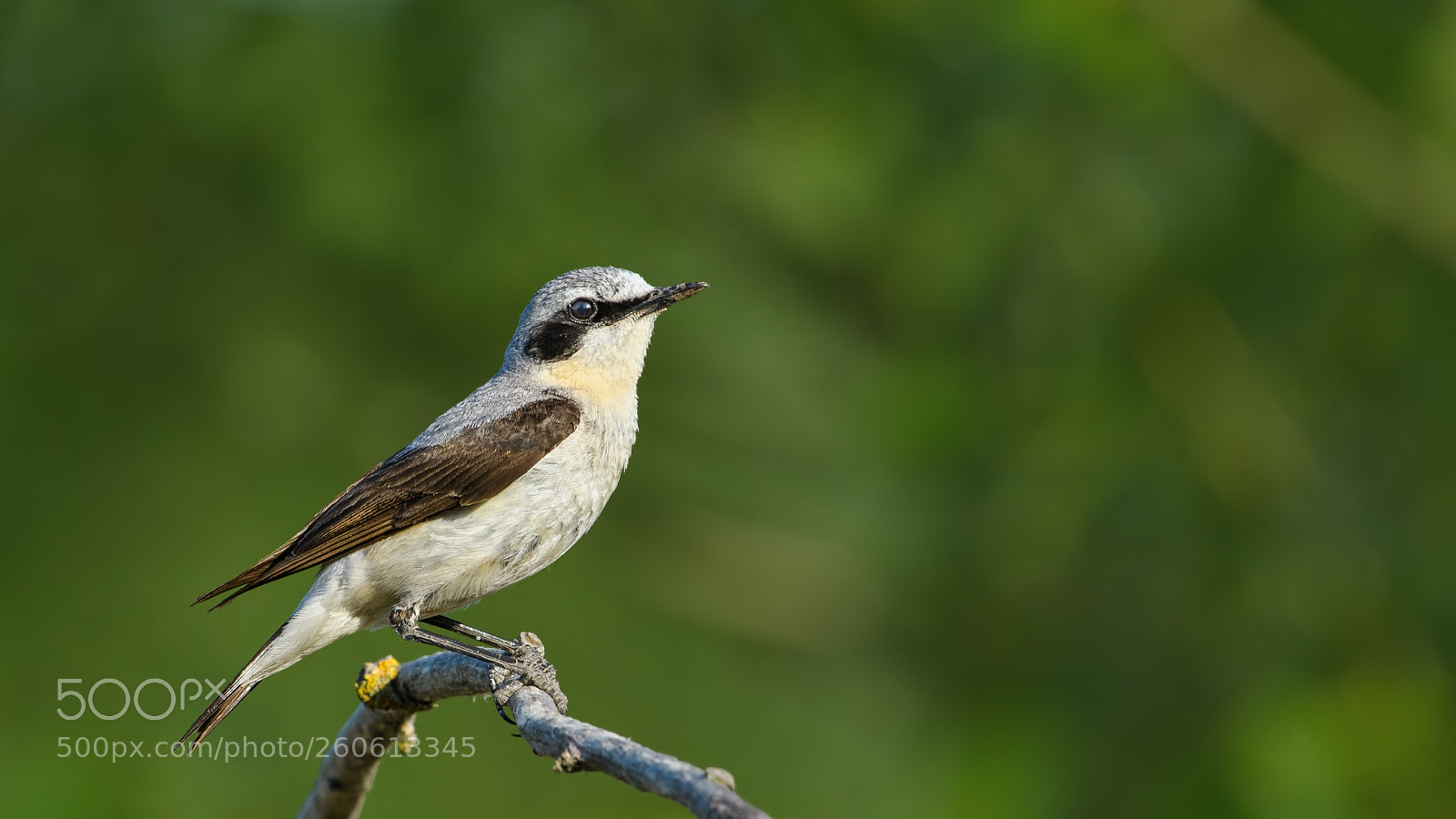 Nikon D500 sample photo. Wheatear photography