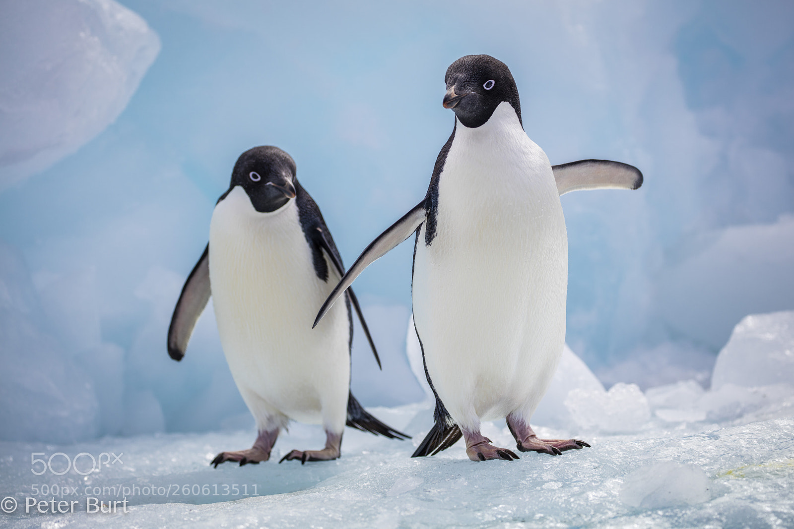 Canon EOS 5DS R sample photo. Adelie penguins photography
